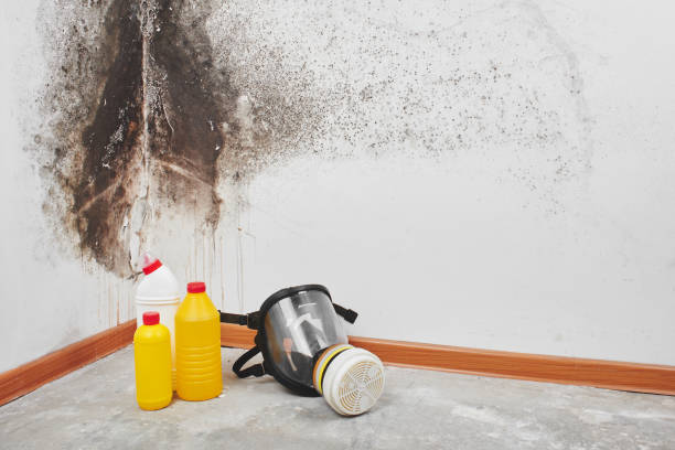 Best Bathroom Mold Remediation in Sweet Springs, MO