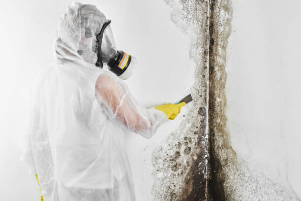 Best Attic Mold Remediation in Sweet Springs, MO
