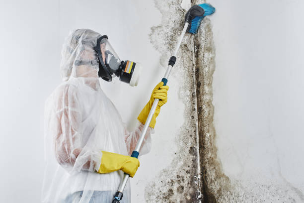 Best Mold Remediation for Specific Building Types in Sweet Springs, MO