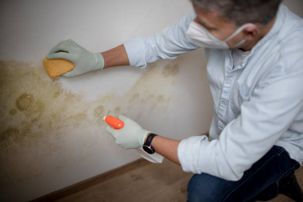 Best Residential Mold Remediation in Sweet Springs, MO
