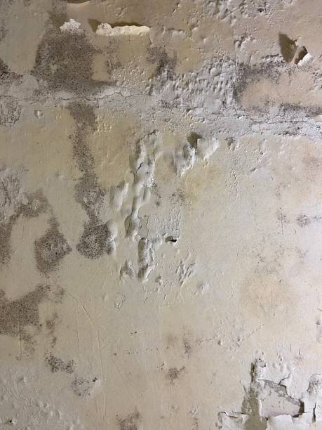 Best Health and Safety Mold Remediation in Sweet Springs, MO