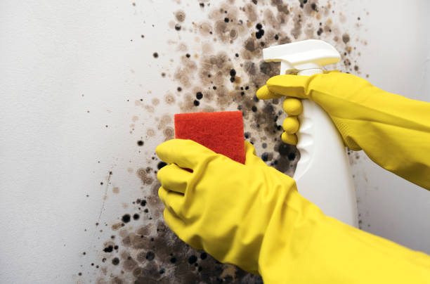 Best HVAC Mold Remediation in Sweet Springs, MO