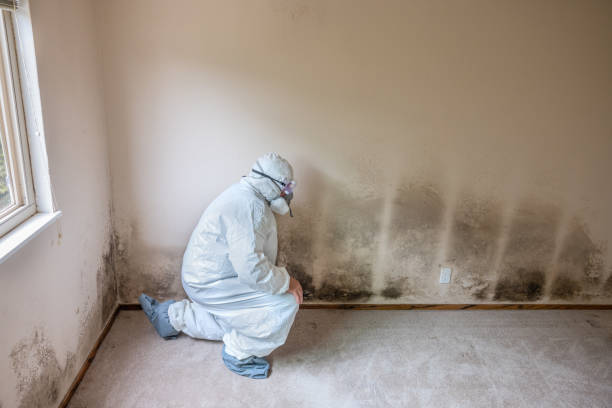 Best Attic Mold Remediation in Sweet Springs, MO