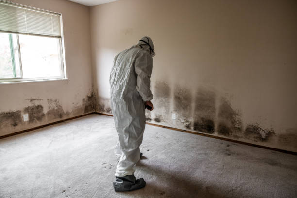 Best Mold Testing and Inspection Services in Sweet Springs, MO