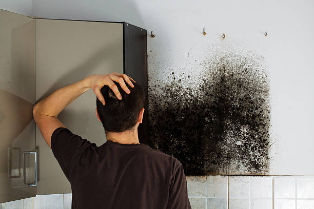 Best Residential Mold Remediation in Sweet Springs, MO