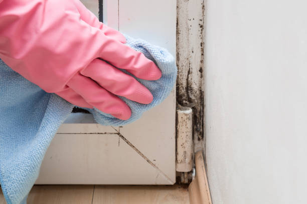 Best Black Mold Remediation in Sweet Springs, MO